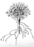Karen Talbot Red Mangrove Tree